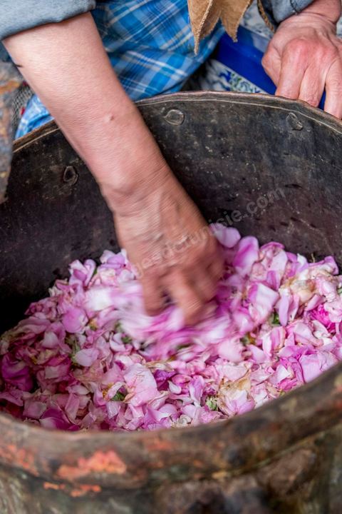 Distillation traditionnelle de fleurs de rose dans maison de la région de Nabeul au Cap Bon. L'eau et l'essence de rose proviennent de la distillation des fleurs de rose. La distillation est conduite très doucement sur le feu, l'hydrolat coule dans des Marie-Jeannes en verre. Le distillat coule légèrement tiède. 1 kg de pétale produit environ 1,5 litres d'eau de roses.
