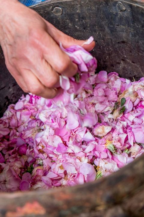 Distillation traditionnelle de fleurs de rose dans maison de la région de Nabeul au Cap Bon. L'eau et l'essence de rose proviennent de la distillation des fleurs de rose. La distillation est conduite très doucement sur le feu, l'hydrolat coule dans des Marie-Jeannes en verre. Le distillat coule légèrement tiède. 1 kg de pétale produit environ 1,5 litres d'eau de roses.