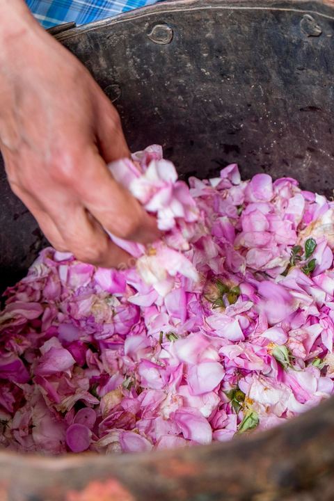 Distillation traditionnelle de fleurs de rose dans maison de la région de Nabeul au Cap Bon. L'eau et l'essence de rose proviennent de la distillation des fleurs de rose. La distillation est conduite très doucement sur le feu, l'hydrolat coule dans des Marie-Jeannes en verre. Le distillat coule légèrement tiède. 1 kg de pétale produit environ 1,5 litres d'eau de roses.