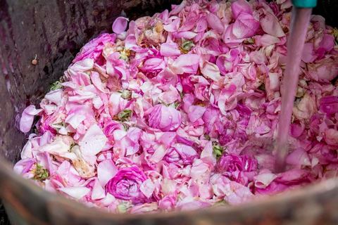 Distillation traditionnelle de fleurs de rose dans maison de la région de Nabeul au Cap Bon. L'eau et l'essence de rose proviennent de la distillation des fleurs de rose. La distillation est conduite très doucement sur le feu, l'hydrolat coule dans des Marie-Jeannes en verre. Le distillat coule légèrement tiède. 1 kg de pétale produit environ 1,5 litres d'eau de roses.