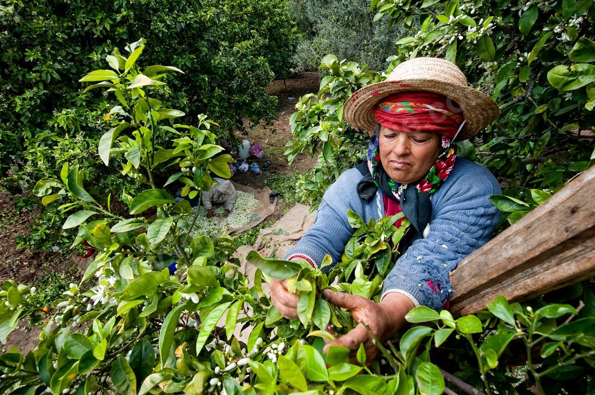 Agriculture
