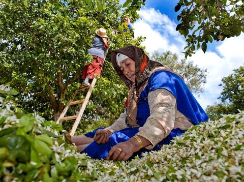 Cueillette de Fleurs d'orangers de Bigaradier destinées à la distillation pour la production de nérobie, essence, de l'eau de fleurs et de l'absolue d'oranger. Vergers dans la région côtière de Nabeul.