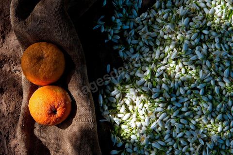 Cueillette de Fleurs d'orangers de Bigaradier destinées à la distillation pour la production de nérobie, essence, de l'eau de fleurs et de l'absolue d'oranger. Vergers dans la région côtière de Nabeul, campagne près de Beni Khiar au Cap Bon.