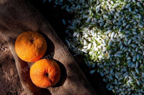 Cueillette de Fleurs d'orangers de Bigaradier destinées à la distillation pour la production de nérobie, essence, de l'eau de fleurs et de l'absolue d'oranger. Vergers dans la région côtière de Nabeul, campagne près de Beni Khiar au Cap Bon.