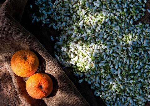Cueillette de Fleurs d'orangers de Bigaradier destinées à la distillation pour la production de nérobie, essence, de l'eau de fleurs et de l'absolue d'oranger. Vergers dans la région côtière de Nabeul, campagne près de Beni Khiar au Cap Bon.
