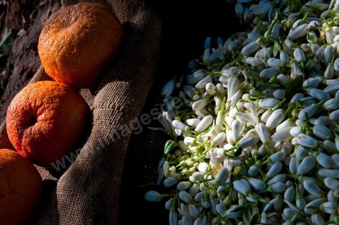 Cueillette de Fleurs d'orangers de Bigaradier destinées à la distillation pour la production de nérobie, essence, de l'eau de fleurs et de l'absolue d'oranger. Vergers dans la région côtière de Nabeul, campagne près de Beni Khiar au Cap Bon.