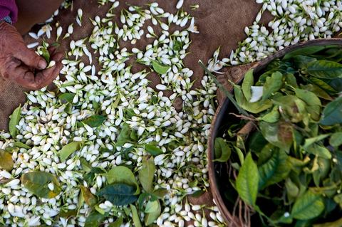 Cueillette de Fleurs d'orangers de Bigaradier destinées à la distillation pour la production de nérobie, essence, de l'eau de fleurs et de l'absolue d'oranger. Vergers dans la région côtière de Nabeul, campagne près de Beni Khiar au Cap Bon.