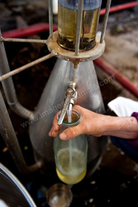 Le nérobi, essence de la fleur d'oranger qui sert à la parfumerie. Distillerie de fleurs d'orangers de Bigaradier, production d'essence et d'eau de Fleurs d'orangers à la distillerie Carthago Essences à Tunis. La distillerie fut créée il y a plusieurs générations par la famille et est tenue aujourd'hui par la petite fille et passionnée Thouraya.