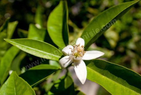 Fleurs d'oranger Bigaradier dans la région de Nabeul. Le bigaradier (Citrus aurantium) est un arbre de la famille des Rutacées (agrume). Le fruit, les feuilles, les rameaux et la fleur ont de nombreuses applications alimentaires et en parfumerie. Ces fleurs d'oranger amer sont blanches ou roses, plus grandes que celles de l'oranger doux et très odorantes. Très parfumée, la fleur du bigaradier sert à la fabrication de l'absolue de fleur d'oranger, de l'eau de fleur d'oranger et de l'essence de néroli utilisée en parfumerie et pour aromatiser les aliments. Ces extraits contiennent de fortes proportions d’anthranylate de méthyle responsable de la note typique de la fleur d’oranger amer.