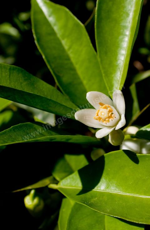 Fleurs d'oranger Bigaradier dans la région de Nabeul. Le bigaradier (Citrus aurantium) est un arbre de la famille des Rutacées (agrume). Le fruit, les feuilles, les rameaux et la fleur ont de nombreuses applications alimentaires et en parfumerie. Ces fleurs d'oranger amer sont blanches ou roses, plus grandes que celles de l'oranger doux et très odorantes. Très parfumée, la fleur du bigaradier sert à la fabrication de l'absolue de fleur d'oranger, de l'eau de fleur d'oranger et de l'essence de néroli utilisée en parfumerie et pour aromatiser les aliments. Ces extraits contiennent de fortes proportions d’anthranylate de méthyle responsable de la note typique de la fleur d’oranger amer.