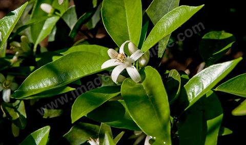 Fleurs d'oranger Bigaradier dans la région de Nabeul. Le bigaradier (Citrus aurantium) est un arbre de la famille des Rutacées (agrume). Le fruit, les feuilles, les rameaux et la fleur ont de nombreuses applications alimentaires et en parfumerie. Ces fleurs d'oranger amer sont blanches ou roses, plus grandes que celles de l'oranger doux et très odorantes. Très parfumée, la fleur du bigaradier sert à la fabrication de l'absolue de fleur d'oranger, de l'eau de fleur d'oranger et de l'essence de néroli utilisée en parfumerie et pour aromatiser les aliments. Ces extraits contiennent de fortes proportions d’anthranylate de méthyle responsable de la note typique de la fleur d’oranger amer.