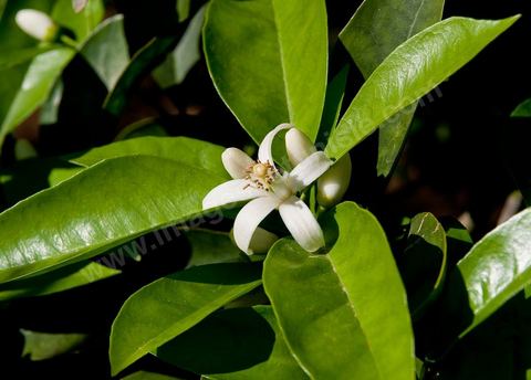 Fleurs d'oranger Bigaradier dans la région de Nabeul. Le bigaradier (Citrus aurantium) est un arbre de la famille des Rutacées (agrume). Le fruit, les feuilles, les rameaux et la fleur ont de nombreuses applications alimentaires et en parfumerie. Ces fleurs d'oranger amer sont blanches ou roses, plus grandes que celles de l'oranger doux et très odorantes. Très parfumée, la fleur du bigaradier sert à la fabrication de l'absolue de fleur d'oranger, de l'eau de fleur d'oranger et de l'essence de néroli utilisée en parfumerie et pour aromatiser les aliments. Ces extraits contiennent de fortes proportions d’anthranylate de méthyle responsable de la note typique de la fleur d’oranger amer.