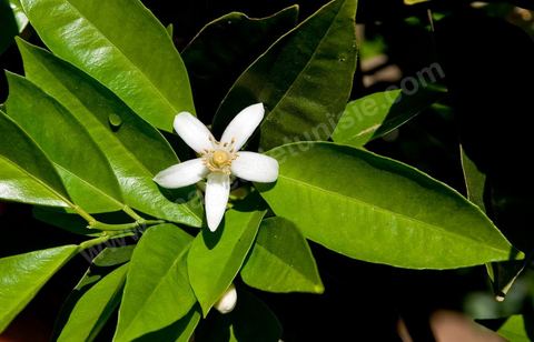 Fleurs d'oranger Bigaradier dans la région de Nabeul. Le bigaradier (Citrus aurantium) est un arbre de la famille des Rutacées (agrume). Le fruit, les feuilles, les rameaux et la fleur ont de nombreuses applications alimentaires et en parfumerie. Ces fleurs d'oranger amer sont blanches ou roses, plus grandes que celles de l'oranger doux et très odorantes. Très parfumée, la fleur du bigaradier sert à la fabrication de l'absolue de fleur d'oranger, de l'eau de fleur d'oranger et de l'essence de néroli utilisée en parfumerie et pour aromatiser les aliments. Ces extraits contiennent de fortes proportions d’anthranylate de méthyle responsable de la note typique de la fleur d’oranger amer.