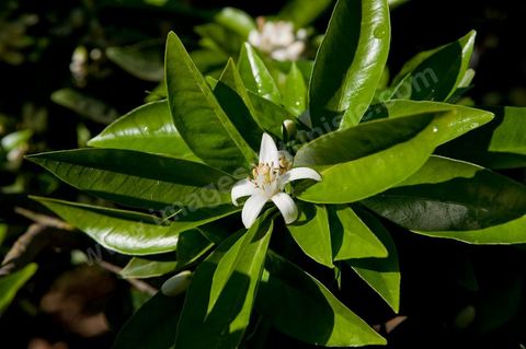 Fleurs d'oranger Bigaradier dans la région de Nabeul. Le bigaradier (Citrus aurantium) est un arbre de la famille des Rutacées (agrume). Le fruit, les feuilles, les rameaux et la fleur ont de nombreuses applications alimentaires et en parfumerie. Ces fleurs d'oranger amer sont blanches ou roses, plus grandes que celles de l'oranger doux et très odorantes. Très parfumée, la fleur du bigaradier sert à la fabrication de l'absolue de fleur d'oranger, de l'eau de fleur d'oranger et de l'essence de néroli utilisée en parfumerie et pour aromatiser les aliments. Ces extraits contiennent de fortes proportions d’anthranylate de méthyle responsable de la note typique de la fleur d’oranger amer.