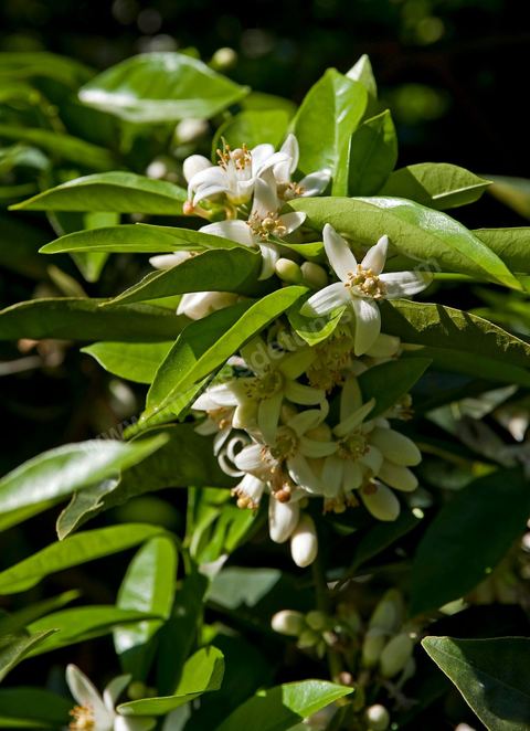 Fleurs d'oranger Bigaradier dans la région de Nabeul. Le bigaradier (Citrus aurantium) est un arbre de la famille des Rutacées (agrume). Le fruit, les feuilles, les rameaux et la fleur ont de nombreuses applications alimentaires et en parfumerie. Ces fleurs d'oranger amer sont blanches ou roses, plus grandes que celles de l'oranger doux et très odorantes. Très parfumée, la fleur du bigaradier sert à la fabrication de l'absolue de fleur d'oranger, de l'eau de fleur d'oranger et de l'essence de néroli utilisée en parfumerie et pour aromatiser les aliments. Ces extraits contiennent de fortes proportions d’anthranylate de méthyle responsable de la note typique de la fleur d’oranger amer.
