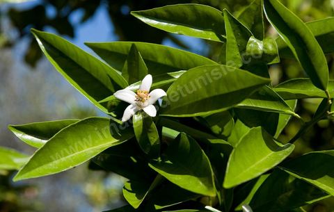 Fleurs d'oranger Bigaradier dans la région de Nabeul. Le bigaradier (Citrus aurantium) est un arbre de la famille des Rutacées (agrume). Le fruit, les feuilles, les rameaux et la fleur ont de nombreuses applications alimentaires et en parfumerie. Ces fleurs d'oranger amer sont blanches ou roses, plus grandes que celles de l'oranger doux et très odorantes. Très parfumée, la fleur du bigaradier sert à la fabrication de l'absolue de fleur d'oranger, de l'eau de fleur d'oranger et de l'essence de néroli utilisée en parfumerie et pour aromatiser les aliments. Ces extraits contiennent de fortes proportions d’anthranylate de méthyle responsable de la note typique de la fleur d’oranger amer.