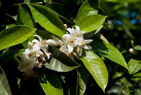 Fleurs d'oranger Bigaradier dans la région de Nabeul. Le bigaradier (Citrus aurantium) est un arbre de la famille des Rutacées (agrume). Le fruit, les feuilles, les rameaux et la fleur ont de nombreuses applications alimentaires et en parfumerie. Ces fleurs d'oranger amer sont blanches ou roses, plus grandes que celles de l'oranger doux et très odorantes. Très parfumée, la fleur du bigaradier sert à la fabrication de l'absolue de fleur d'oranger, de l'eau de fleur d'oranger et de l'essence de néroli utilisée en parfumerie et pour aromatiser les aliments. Ces extraits contiennent de fortes proportions d’anthranylate de méthyle responsable de la note typique de la fleur d’oranger amer.