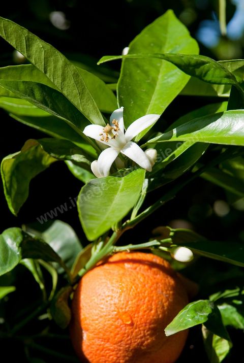 Fleurs d'oranger Bigaradier dans la région de Nabeul. Le bigaradier (Citrus aurantium) est un arbre de la famille des Rutacées (agrume). Le fruit, les feuilles, les rameaux et la fleur ont de nombreuses applications alimentaires et en parfumerie. Ces fleurs d'oranger amer sont blanches ou roses, plus grandes que celles de l'oranger doux et très odorantes. Très parfumée, la fleur du bigaradier sert à la fabrication de l'absolue de fleur d'oranger, de l'eau de fleur d'oranger et de l'essence de néroli utilisée en parfumerie et pour aromatiser les aliments. Ces extraits contiennent de fortes proportions d’anthranylate de méthyle responsable de la note typique de la fleur d’oranger amer.