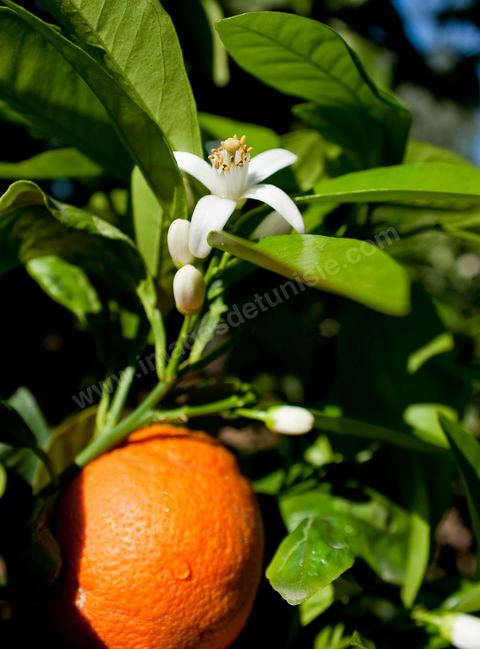 Fleurs d'oranger Bigaradier dans la région de Nabeul. Le bigaradier (Citrus aurantium) est un arbre de la famille des Rutacées (agrume). Le fruit, les feuilles, les rameaux et la fleur ont de nombreuses applications alimentaires et en parfumerie. Ces fleurs d'oranger amer sont blanches ou roses, plus grandes que celles de l'oranger doux et très odorantes. Très parfumée, la fleur du bigaradier sert à la fabrication de l'absolue de fleur d'oranger, de l'eau de fleur d'oranger et de l'essence de néroli utilisée en parfumerie et pour aromatiser les aliments. Ces extraits contiennent de fortes proportions d’anthranylate de méthyle responsable de la note typique de la fleur d’oranger amer.