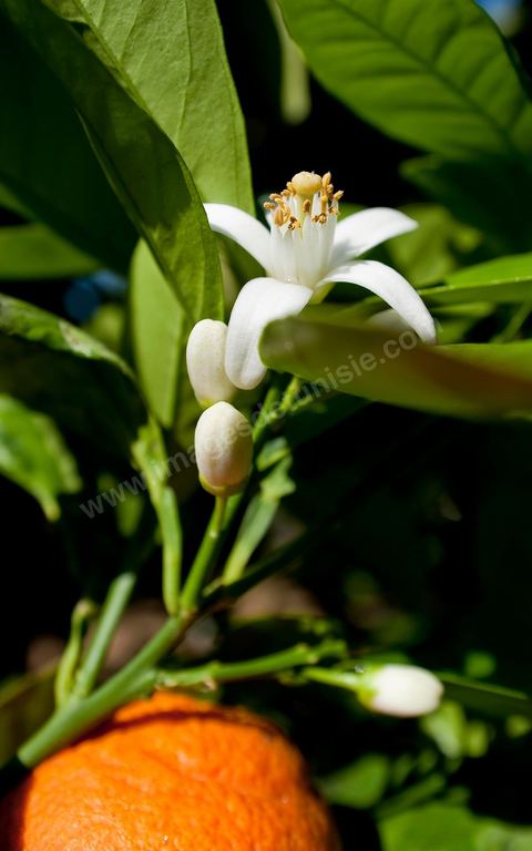 Fleurs d'oranger Bigaradier dans la région de Nabeul. Le bigaradier (Citrus aurantium) est un arbre de la famille des Rutacées (agrume). Le fruit, les feuilles, les rameaux et la fleur ont de nombreuses applications alimentaires et en parfumerie. Ces fleurs d'oranger amer sont blanches ou roses, plus grandes que celles de l'oranger doux et très odorantes. Très parfumée, la fleur du bigaradier sert à la fabrication de l'absolue de fleur d'oranger, de l'eau de fleur d'oranger et de l'essence de néroli utilisée en parfumerie et pour aromatiser les aliments. Ces extraits contiennent de fortes proportions d’anthranylate de méthyle responsable de la note typique de la fleur d’oranger amer.