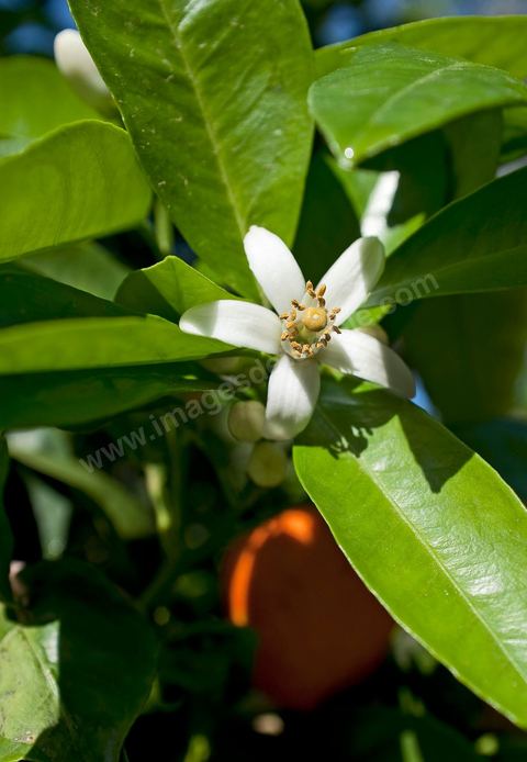 Fleurs d'oranger Bigaradier dans la région de Nabeul. Le bigaradier (Citrus aurantium) est un arbre de la famille des Rutacées (agrume). Le fruit, les feuilles, les rameaux et la fleur ont de nombreuses applications alimentaires et en parfumerie. Ces fleurs d'oranger amer sont blanches ou roses, plus grandes que celles de l'oranger doux et très odorantes. Très parfumée, la fleur du bigaradier sert à la fabrication de l'absolue de fleur d'oranger, de l'eau de fleur d'oranger et de l'essence de néroli utilisée en parfumerie et pour aromatiser les aliments. Ces extraits contiennent de fortes proportions d’anthranylate de méthyle responsable de la note typique de la fleur d’oranger amer.