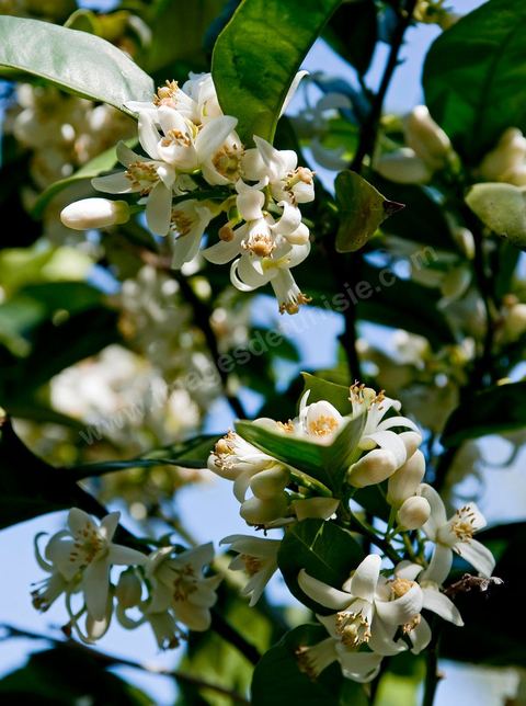 Fleurs d'oranger Bigaradier dans la région de Nabeul. Le bigaradier (Citrus aurantium) est un arbre de la famille des Rutacées (agrume). Le fruit, les feuilles, les rameaux et la fleur ont de nombreuses applications alimentaires et en parfumerie. Ces fleurs d'oranger amer sont blanches ou roses, plus grandes que celles de l'oranger doux et très odorantes. Très parfumée, la fleur du bigaradier sert à la fabrication de l'absolue de fleur d'oranger, de l'eau de fleur d'oranger et de l'essence de néroli utilisée en parfumerie et pour aromatiser les aliments. Ces extraits contiennent de fortes proportions d’anthranylate de méthyle responsable de la note typique de la fleur d’oranger amer.