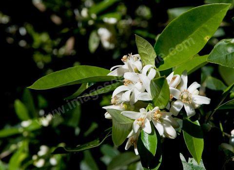 Fleurs d'oranger Bigaradier dans la région de Nabeul. Le bigaradier (Citrus aurantium) est un arbre de la famille des Rutacées (agrume). Le fruit, les feuilles, les rameaux et la fleur ont de nombreuses applications alimentaires et en parfumerie. Ces fleurs d'oranger amer sont blanches ou roses, plus grandes que celles de l'oranger doux et très odorantes. Très parfumée, la fleur du bigaradier sert à la fabrication de l'absolue de fleur d'oranger, de l'eau de fleur d'oranger et de l'essence de néroli utilisée en parfumerie et pour aromatiser les aliments. Ces extraits contiennent de fortes proportions d’anthranylate de méthyle responsable de la note typique de la fleur d’oranger amer.