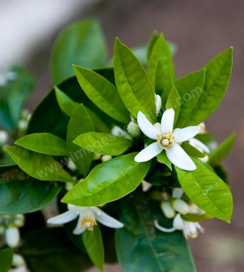 Fleurs d'oranger Bigaradier dans la région de Nabeul. Le bigaradier (Citrus aurantium) est un arbre de la famille des Rutacées (agrume). Le fruit, les feuilles, les rameaux et la fleur ont de nombreuses applications alimentaires et en parfumerie. Ces fleurs d'oranger amer sont blanches ou roses, plus grandes que celles de l'oranger doux et très odorantes. Très parfumée, la fleur du bigaradier sert à la fabrication de l'absolue de fleur d'oranger, de l'eau de fleur d'oranger et de l'essence de néroli utilisée en parfumerie et pour aromatiser les aliments. Ces extraits contiennent de fortes proportions d’anthranylate de méthyle responsable de la note typique de la fleur d’oranger amer.