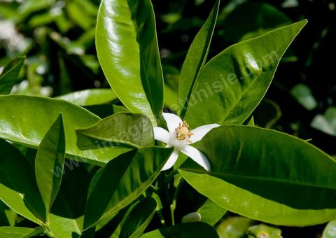 Fleurs d'oranger Bigaradier dans la région de Nabeul. Le bigaradier (Citrus aurantium) est un arbre de la famille des Rutacées (agrume). Le fruit, les feuilles, les rameaux et la fleur ont de nombreuses applications alimentaires et en parfumerie. Ces fleurs d'oranger amer sont blanches ou roses, plus grandes que celles de l'oranger doux et très odorantes. Très parfumée, la fleur du bigaradier sert à la fabrication de l'absolue de fleur d'oranger, de l'eau de fleur d'oranger et de l'essence de néroli utilisée en parfumerie et pour aromatiser les aliments. Ces extraits contiennent de fortes proportions d’anthranylate de méthyle responsable de la note typique de la fleur d’oranger amer.