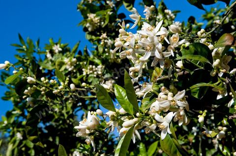 Fleurs d'oranger Bigaradier dans la région de Nabeul. Le bigaradier (Citrus aurantium) est un arbre de la famille des Rutacées (agrume). Le fruit, les feuilles, les rameaux et la fleur ont de nombreuses applications alimentaires et en parfumerie. Ces fleurs d'oranger amer sont blanches ou roses, plus grandes que celles de l'oranger doux et très odorantes. Très parfumée, la fleur du bigaradier sert à la fabrication de l'absolue de fleur d'oranger, de l'eau de fleur d'oranger et de l'essence de néroli utilisée en parfumerie et pour aromatiser les aliments. Ces extraits contiennent de fortes proportions d’anthranylate de méthyle responsable de la note typique de la fleur d’oranger amer.