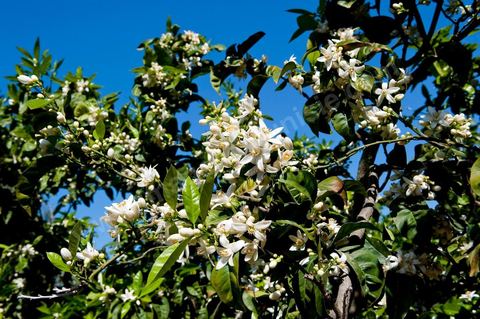 Fleurs d'oranger Bigaradier dans la région de Nabeul. Le bigaradier (Citrus aurantium) est un arbre de la famille des Rutacées (agrume). Le fruit, les feuilles, les rameaux et la fleur ont de nombreuses applications alimentaires et en parfumerie. Ces fleurs d'oranger amer sont blanches ou roses, plus grandes que celles de l'oranger doux et très odorantes. Très parfumée, la fleur du bigaradier sert à la fabrication de l'absolue de fleur d'oranger, de l'eau de fleur d'oranger et de l'essence de néroli utilisée en parfumerie et pour aromatiser les aliments. Ces extraits contiennent de fortes proportions d’anthranylate de méthyle responsable de la note typique de la fleur d’oranger amer.