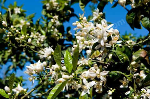 Fleurs d'oranger Bigaradier dans la région de Nabeul. Le bigaradier (Citrus aurantium) est un arbre de la famille des Rutacées (agrume). Le fruit, les feuilles, les rameaux et la fleur ont de nombreuses applications alimentaires et en parfumerie. Ces fleurs d'oranger amer sont blanches ou roses, plus grandes que celles de l'oranger doux et très odorantes. Très parfumée, la fleur du bigaradier sert à la fabrication de l'absolue de fleur d'oranger, de l'eau de fleur d'oranger et de l'essence de néroli utilisée en parfumerie et pour aromatiser les aliments. Ces extraits contiennent de fortes proportions d’anthranylate de méthyle responsable de la note typique de la fleur d’oranger amer.