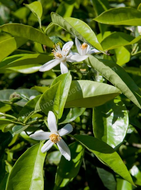 Fleurs d'oranger Bigaradier dans la région de Nabeul. Le bigaradier (Citrus aurantium) est un arbre de la famille des Rutacées (agrume). Le fruit, les feuilles, les rameaux et la fleur ont de nombreuses applications alimentaires et en parfumerie. Ces fleurs d'oranger amer sont blanches ou roses, plus grandes que celles de l'oranger doux et très odorantes. Très parfumée, la fleur du bigaradier sert à la fabrication de l'absolue de fleur d'oranger, de l'eau de fleur d'oranger et de l'essence de néroli utilisée en parfumerie et pour aromatiser les aliments. Ces extraits contiennent de fortes proportions d’anthranylate de méthyle responsable de la note typique de la fleur d’oranger amer.