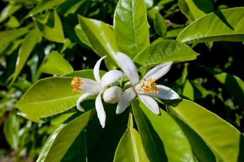 Fleurs d'oranger Bigaradier dans la région de Nabeul. Le bigaradier (Citrus aurantium) est un arbre de la famille des Rutacées (agrume). Le fruit, les feuilles, les rameaux et la fleur ont de nombreuses applications alimentaires et en parfumerie. Ces fleurs d'oranger amer sont blanches ou roses, plus grandes que celles de l'oranger doux et très odorantes. Très parfumée, la fleur du bigaradier sert à la fabrication de l'absolue de fleur d'oranger, de l'eau de fleur d'oranger et de l'essence de néroli utilisée en parfumerie et pour aromatiser les aliments. Ces extraits contiennent de fortes proportions d’anthranylate de méthyle responsable de la note typique de la fleur d’oranger amer.