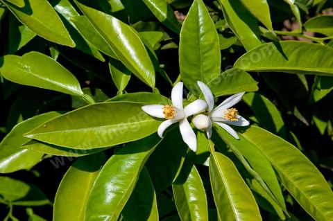 Fleurs d'oranger Bigaradier dans la région de Nabeul. Le bigaradier (Citrus aurantium) est un arbre de la famille des Rutacées (agrume). Le fruit, les feuilles, les rameaux et la fleur ont de nombreuses applications alimentaires et en parfumerie. Ces fleurs d'oranger amer sont blanches ou roses, plus grandes que celles de l'oranger doux et très odorantes. Très parfumée, la fleur du bigaradier sert à la fabrication de l'absolue de fleur d'oranger, de l'eau de fleur d'oranger et de l'essence de néroli utilisée en parfumerie et pour aromatiser les aliments. Ces extraits contiennent de fortes proportions d’anthranylate de méthyle responsable de la note typique de la fleur d’oranger amer.