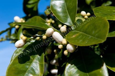 Fleurs d'oranger Bigaradier dans la région de Nabeul. Le bigaradier (Citrus aurantium) est un arbre de la famille des Rutacées (agrume). Le fruit, les feuilles, les rameaux et la fleur ont de nombreuses applications alimentaires et en parfumerie. Ces fleurs d'oranger amer sont blanches ou roses, plus grandes que celles de l'oranger doux et très odorantes. Très parfumée, la fleur du bigaradier sert à la fabrication de l'absolue de fleur d'oranger, de l'eau de fleur d'oranger et de l'essence de néroli utilisée en parfumerie et pour aromatiser les aliments. Ces extraits contiennent de fortes proportions d’anthranylate de méthyle responsable de la note typique de la fleur d’oranger amer.