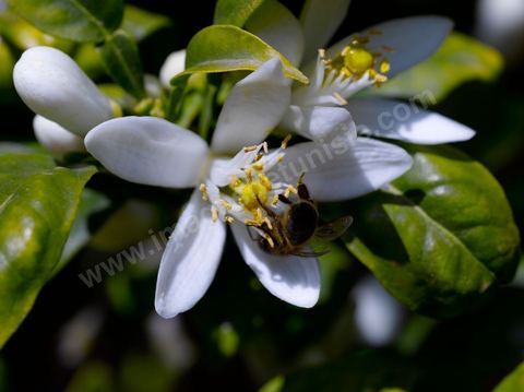 Fleurs d'oranger Bigaradier dans la région de Nabeul. Le bigaradier (Citrus aurantium) est un arbre de la famille des Rutacées (agrume). Le fruit, les feuilles, les rameaux et la fleur ont de nombreuses applications alimentaires et en parfumerie. Ces fleurs d'oranger amer sont blanches ou roses, plus grandes que celles de l'oranger doux et très odorantes. Très parfumée, la fleur du bigaradier sert à la fabrication de l'absolue de fleur d'oranger, de l'eau de fleur d'oranger et de l'essence de néroli utilisée en parfumerie et pour aromatiser les aliments. Ces extraits contiennent de fortes proportions d’anthranylate de méthyle responsable de la note typique de la fleur d’oranger amer.
