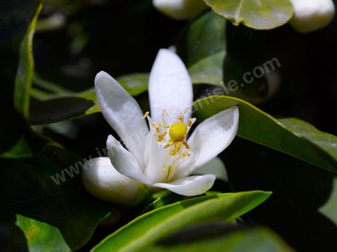 Fleurs d'oranger Bigaradier dans la région de Nabeul. Le bigaradier (Citrus aurantium) est un arbre de la famille des Rutacées (agrume). Le fruit, les feuilles, les rameaux et la fleur ont de nombreuses applications alimentaires et en parfumerie. Ces fleurs d'oranger amer sont blanches ou roses, plus grandes que celles de l'oranger doux et très odorantes. Très parfumée, la fleur du bigaradier sert à la fabrication de l'absolue de fleur d'oranger, de l'eau de fleur d'oranger et de l'essence de néroli utilisée en parfumerie et pour aromatiser les aliments. Ces extraits contiennent de fortes proportions d’anthranylate de méthyle responsable de la note typique de la fleur d’oranger amer.