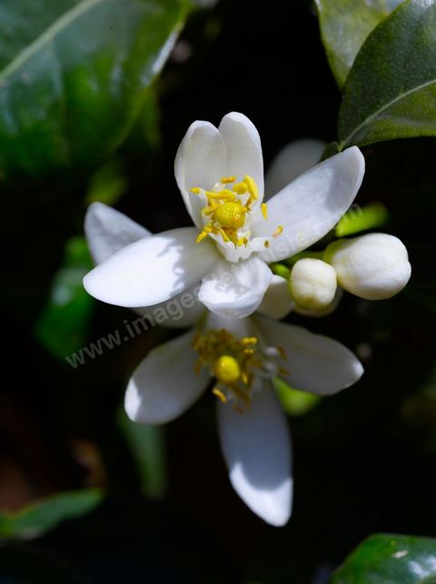 Fleurs d'oranger Bigaradier dans la région de Nabeul. Le bigaradier (Citrus aurantium) est un arbre de la famille des Rutacées (agrume). Le fruit, les feuilles, les rameaux et la fleur ont de nombreuses applications alimentaires et en parfumerie. Ces fleurs d'oranger amer sont blanches ou roses, plus grandes que celles de l'oranger doux et très odorantes. Très parfumée, la fleur du bigaradier sert à la fabrication de l'absolue de fleur d'oranger, de l'eau de fleur d'oranger et de l'essence de néroli utilisée en parfumerie et pour aromatiser les aliments. Ces extraits contiennent de fortes proportions d’anthranylate de méthyle responsable de la note typique de la fleur d’oranger amer.