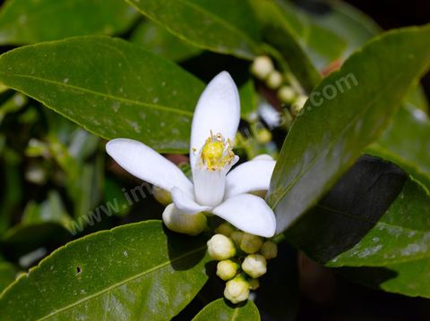 Fleurs d'oranger Bigaradier dans la région de Nabeul. Le bigaradier (Citrus aurantium) est un arbre de la famille des Rutacées (agrume). Le fruit, les feuilles, les rameaux et la fleur ont de nombreuses applications alimentaires et en parfumerie. Ces fleurs d'oranger amer sont blanches ou roses, plus grandes que celles de l'oranger doux et très odorantes. Très parfumée, la fleur du bigaradier sert à la fabrication de l'absolue de fleur d'oranger, de l'eau de fleur d'oranger et de l'essence de néroli utilisée en parfumerie et pour aromatiser les aliments. Ces extraits contiennent de fortes proportions d’anthranylate de méthyle responsable de la note typique de la fleur d’oranger amer.
