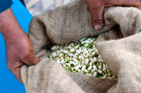 Marché traditionnel des fleurs d'orangers à , les cultivateurs apportent ici leur cueillette destinées aux producteurs et particuliers. 