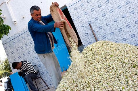 Marché traditionnel des fleurs d'orangers à , les cultivateurs apportent ici leur cueillette destinées aux producteurs et particuliers. 