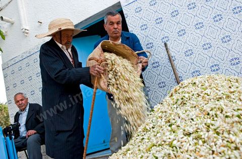 Marché traditionnel des fleurs d'orangers à , les cultivateurs apportent ici leur cueillette destinées aux producteurs et particuliers. 