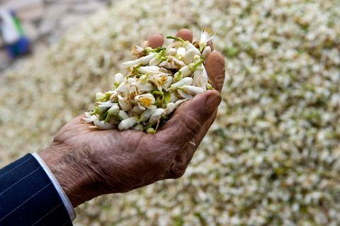 Marché traditionnel des fleurs d'orangers à , les cultivateurs apportent ici leur cueillette destinées aux producteurs et particuliers. 