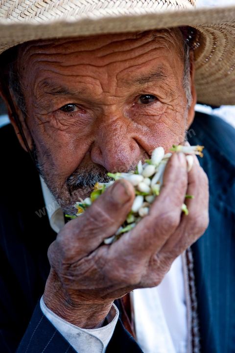 Marché traditionnel des fleurs d'orangers à , les cultivateurs apportent ici leur cueillette destinées aux producteurs et particuliers. 