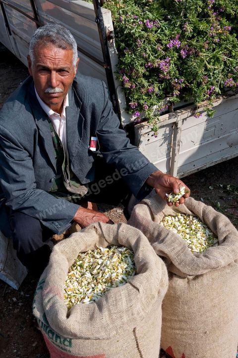 Marché traditionnel des fleurs d'orangers à , les cultivateurs apportent ici leur cueillette destinées aux producteurs et particuliers. 