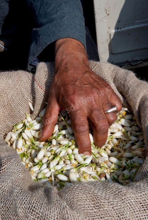 Marché traditionnel des fleurs d'orangers à , les cultivateurs apportent ici leur cueillette destinées aux producteurs et particuliers. 