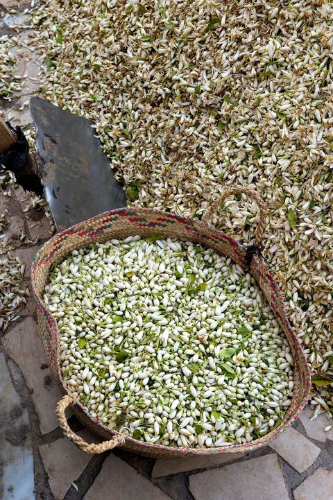 Marché traditionnel des fleurs d'orangers à , les cultivateurs apportent ici leur cueillette destinées aux producteurs et particuliers. 