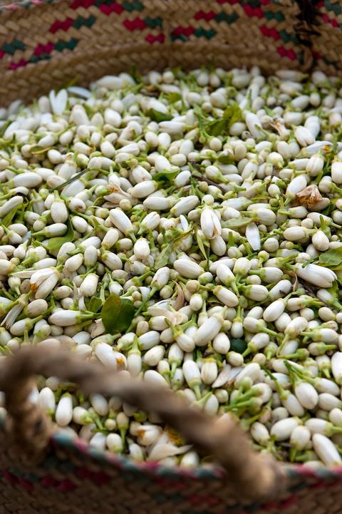 Marché traditionnel des fleurs d'orangers à , les cultivateurs apportent ici leur cueillette destinées aux producteurs et particuliers. 