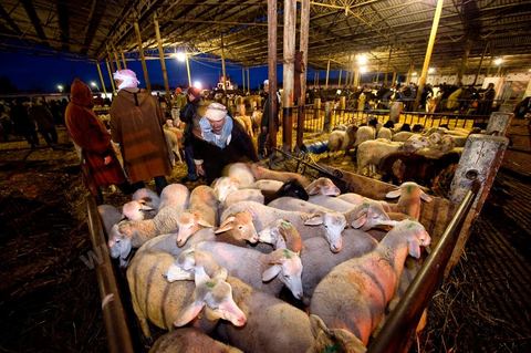 Marché aux bestiaux bovins et ovidés à Tunis, Vente aux enchères et vente en gros du bétail mouton, agneaux, chèvres, vaches, veau
